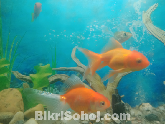 Orenda Gold Fish..১জোড়া